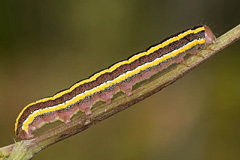 C.pisi