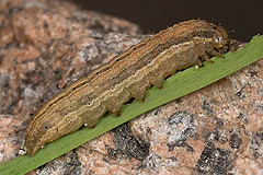 M. albipuncta