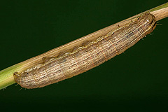 L. comma