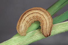 M. conigera