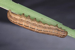 M. ferrago