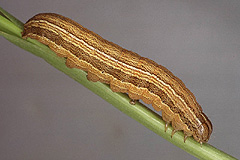 M. impura