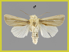 M. litoralis