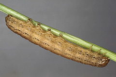 L. loreyi