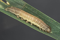 L. obsoleta