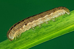 M. pudorina