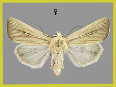 M. sicula