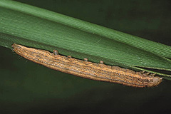 M. straminea