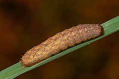 M. turca