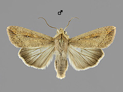 M. unipuncta