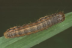 M. unipuncta