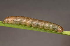 M. vitellina