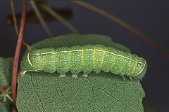 O. cerasi