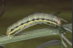 O. gracilis