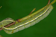 O. incerta