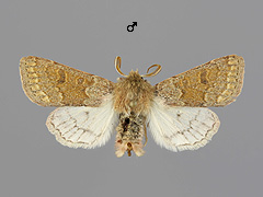 O. miniosa