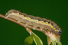 O. miniosa