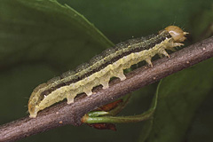 O. opima