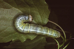 O. populeti