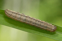 P. sagittigera