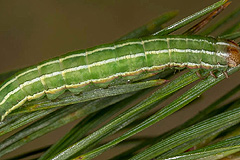 P. flammea