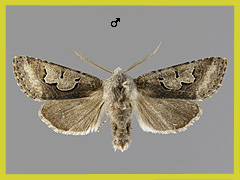 P. i-cinctum