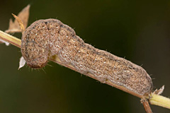 P. bombycina