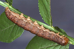 P. conspicua
