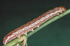 P. lamuta