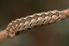 P. nebulosa