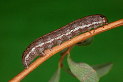 P. richardsoni