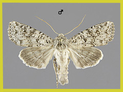 P. serratilinea