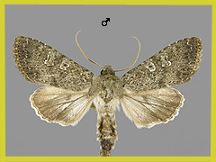 P. serratilinea