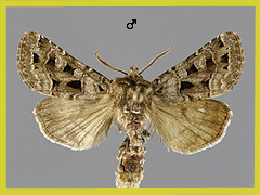 S. porosa