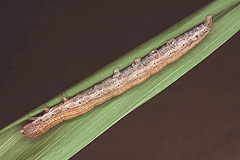 S. flammea