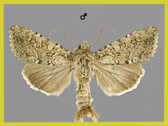 S. egena