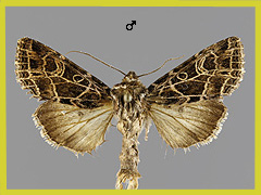 S. kitti