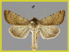 S. lampra