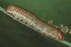 S. reticulata