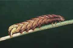 S. rivularis