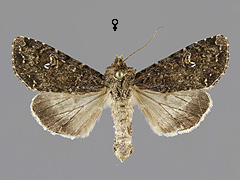 S. turbida