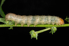 S. turbida