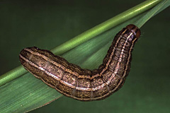 T. cespitis