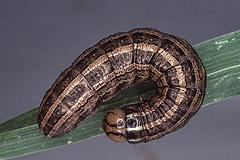 T. decimalis