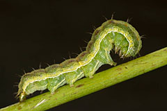 H. viriplaca