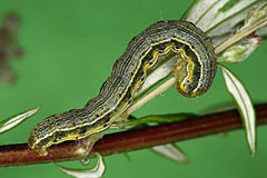 S. scutosa