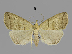 H. grisealis