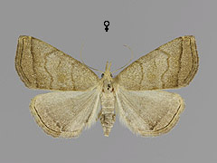H. tarsicrinalis