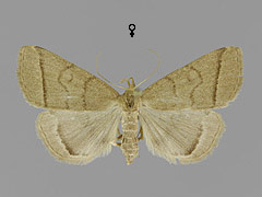H. tarsipennalis