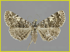I. calvaria